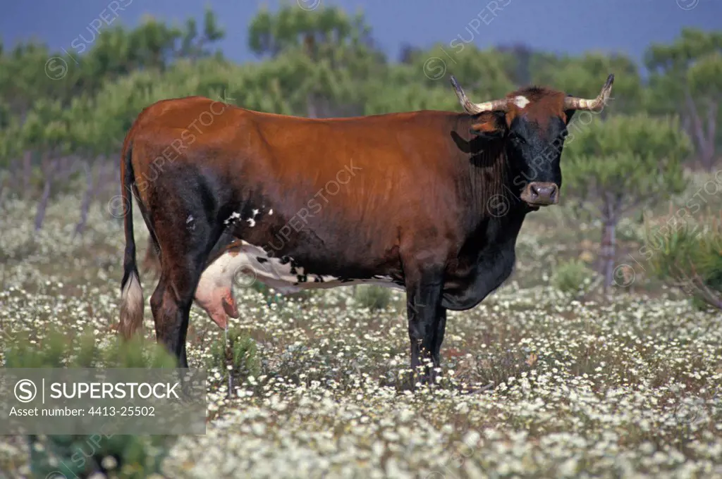 Spanish cow in the middle of a field of wild flowers