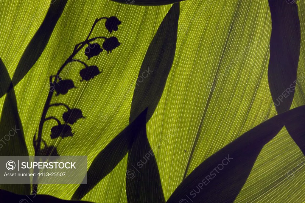 Lily of the Valley silhouette behind leaves Germany