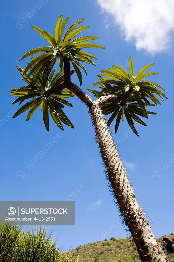 Pachypodium in an exotic garden Canary Islands Spain