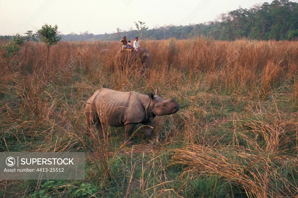 Indian rhinoceros walking National park Chitwan Nepal