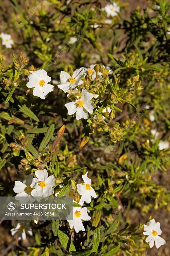 Flowers of Cistes in Canary Islands Spain