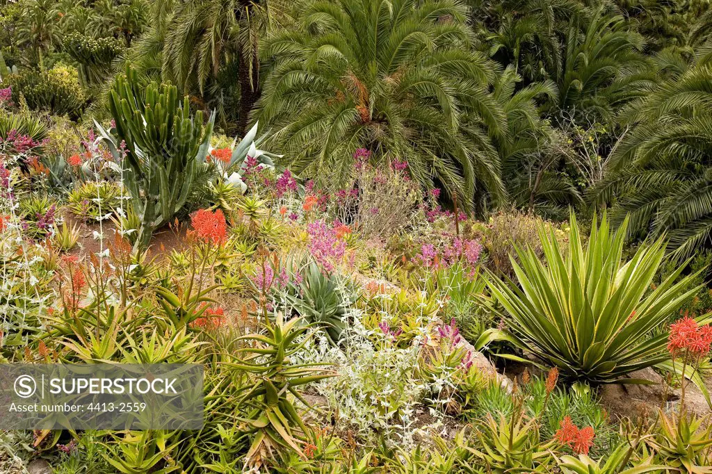 Exotic garden in Gran Canaria Canary Islands Spain