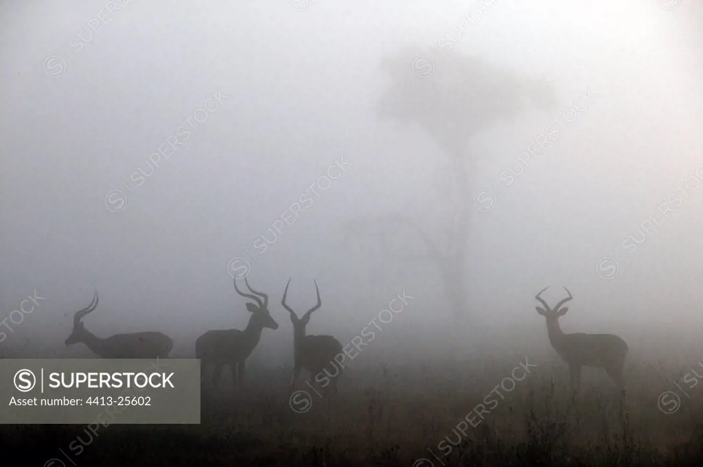 Silhouettes of a group of Impalas in the fog Kenya