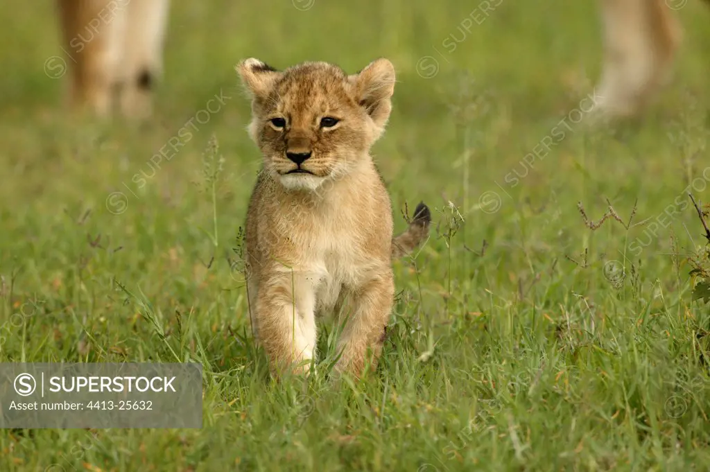 Portrait of a Lion cub going in the grass Kenya