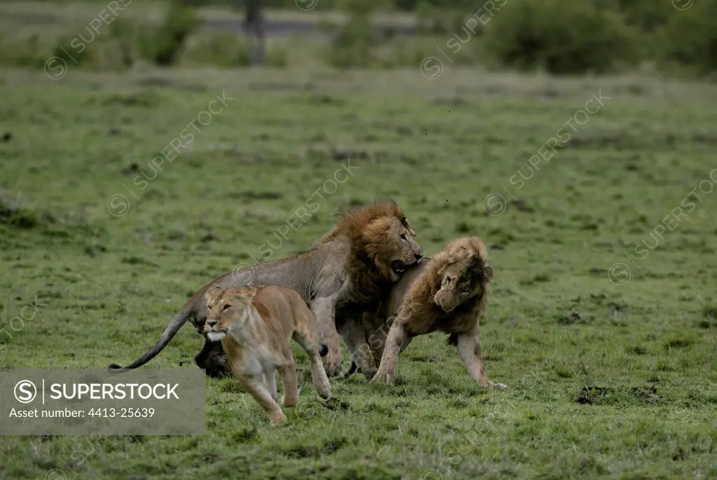 Fights Lions for a female in heat Masaï-Mara Kenya