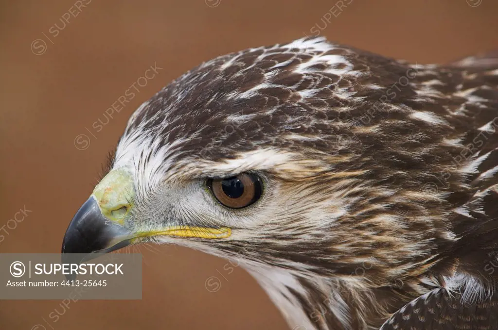 Portrait of a Red-tailed hawk