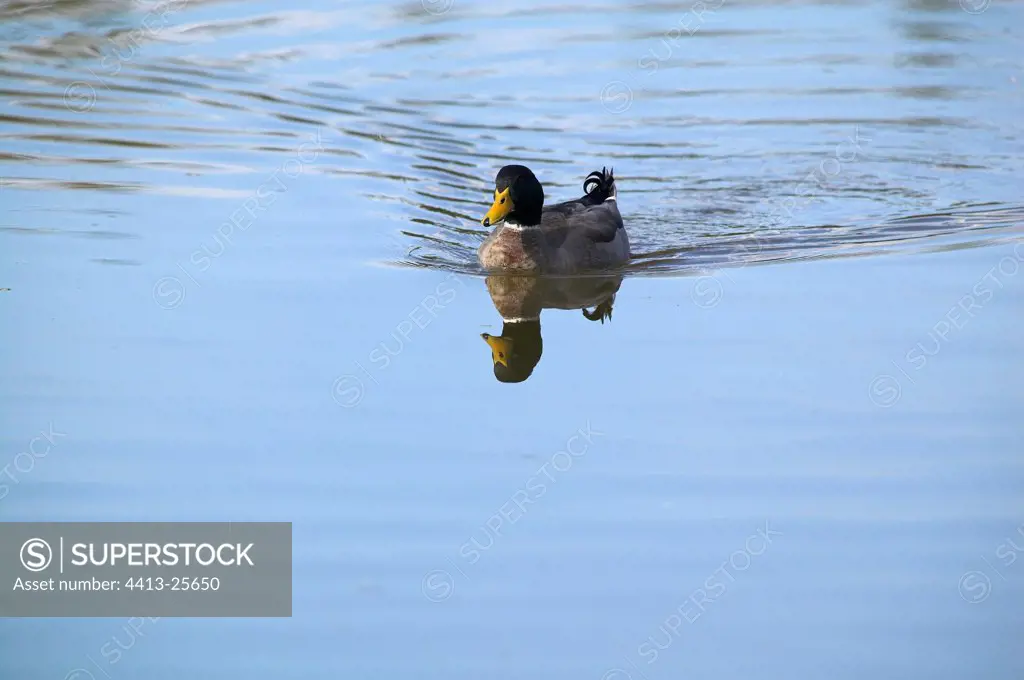 Mallard duck male swimming