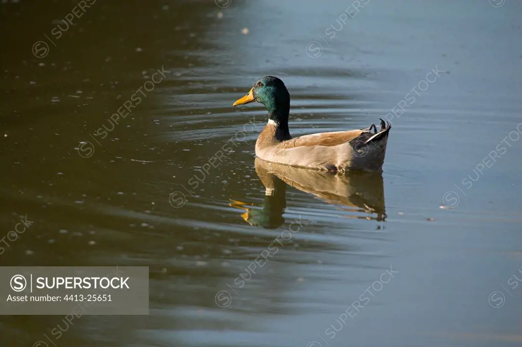 Mallard duck male swimming