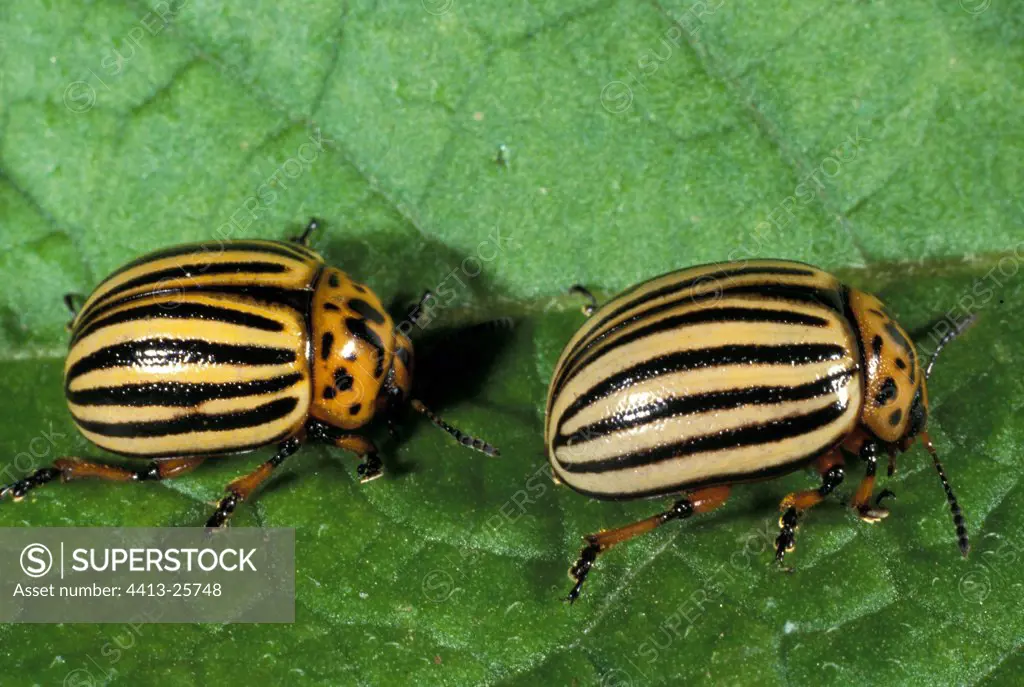 Pair of Colorado beetles on a sheet France