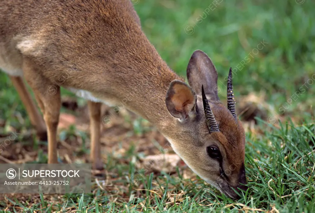 Suni grazing M.K.S.C. Sanctuary Kenya