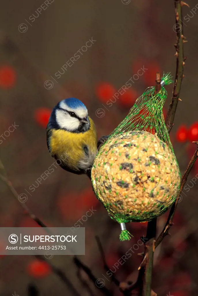 Fuerteventura Blue tit on a seed ball in winter France