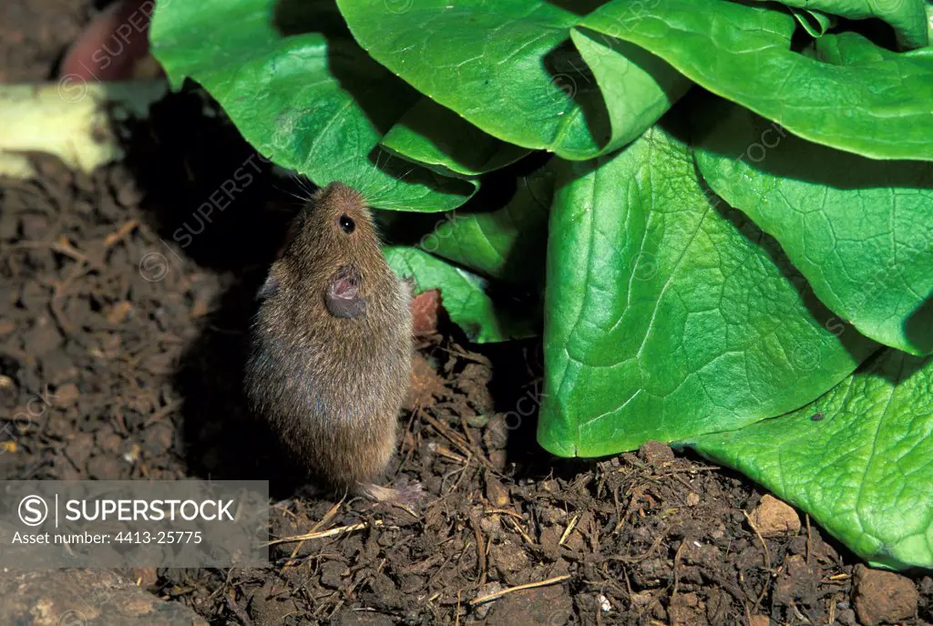 Common vole close to a salad France