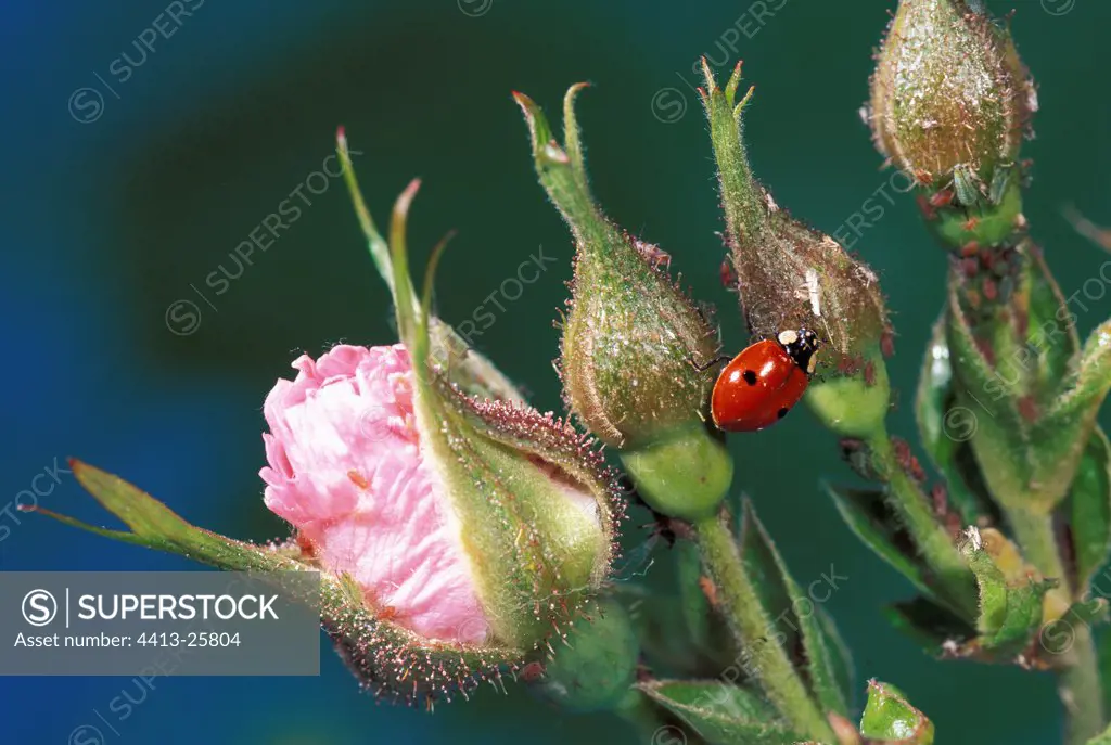 Ladybird at two points on a rose tree France