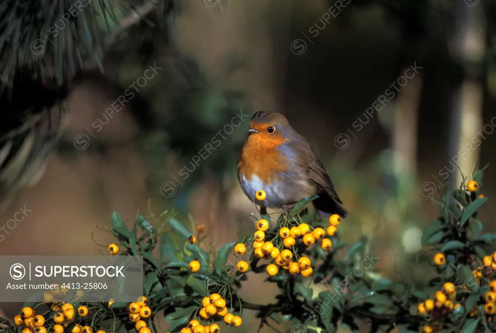 Robin posed on a shrub with yellow bays France