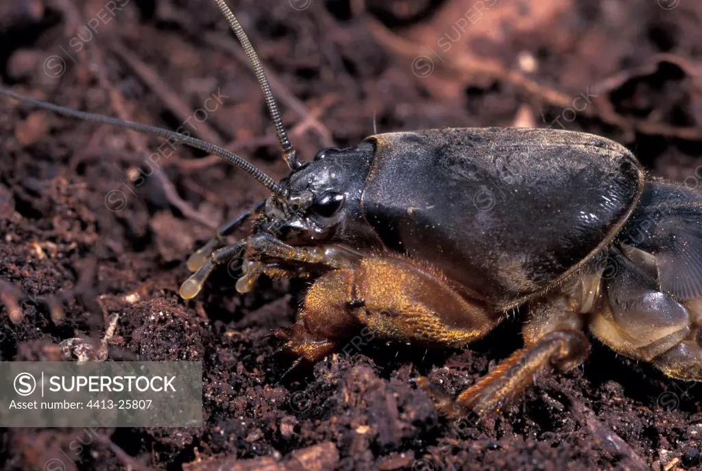 Portrait of Mole cricket in the ground of a garden France