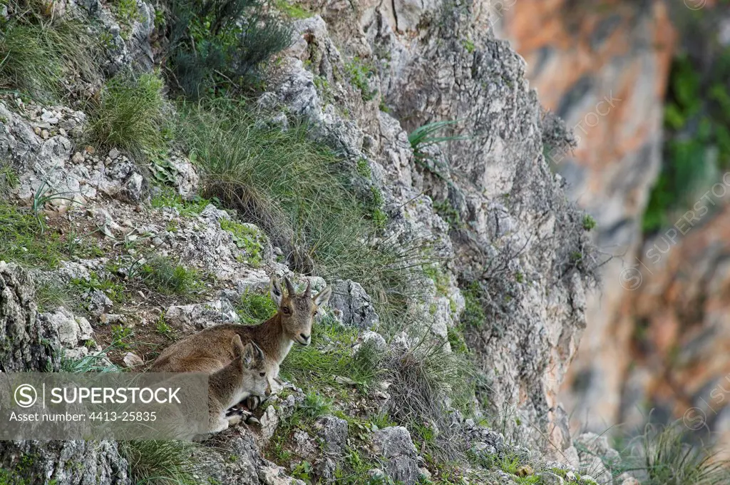 Young Spanish ibex lying down near its mother Spain