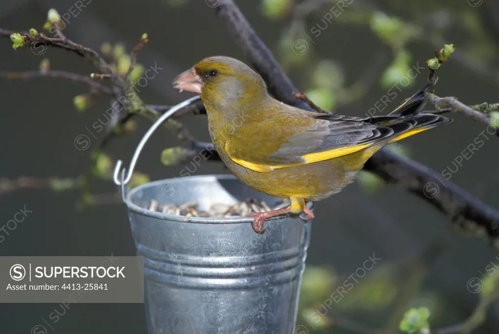 Greenfinch pecking of seed in a bucket France