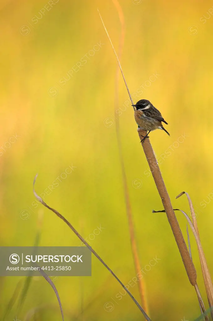 Common stnechat on a Cattail Briere swamp France