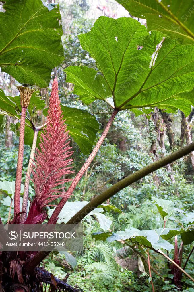 Chile Gunnera in tropical forest undergrowth Costa Rica