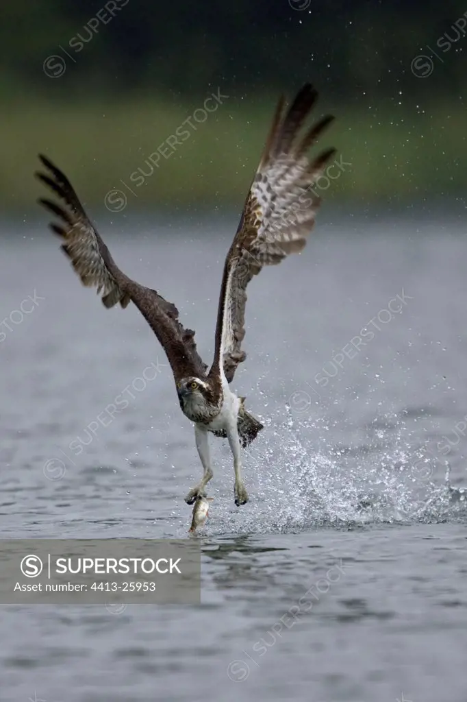 Osprey capturing a prey Germany