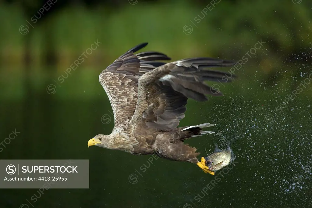 White-tailed Eagle capturing fishes Germany