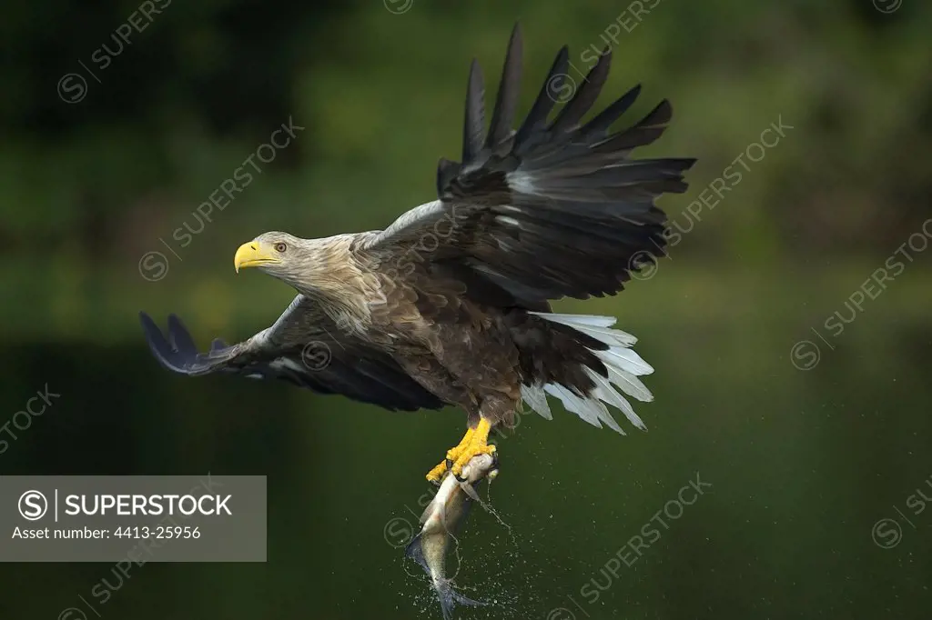 White-tailed Eagle capturing fish Germany