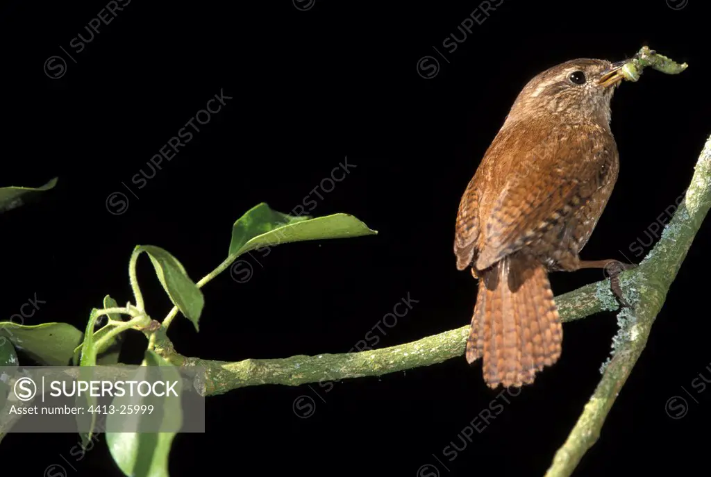 Wren on branch with an insect in the nozzle
