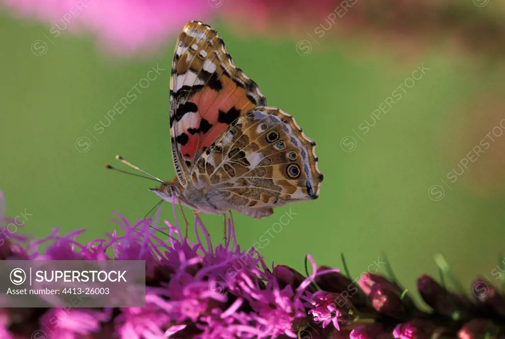 Butterfly gathering nectar of a violet inflorescence Sweden