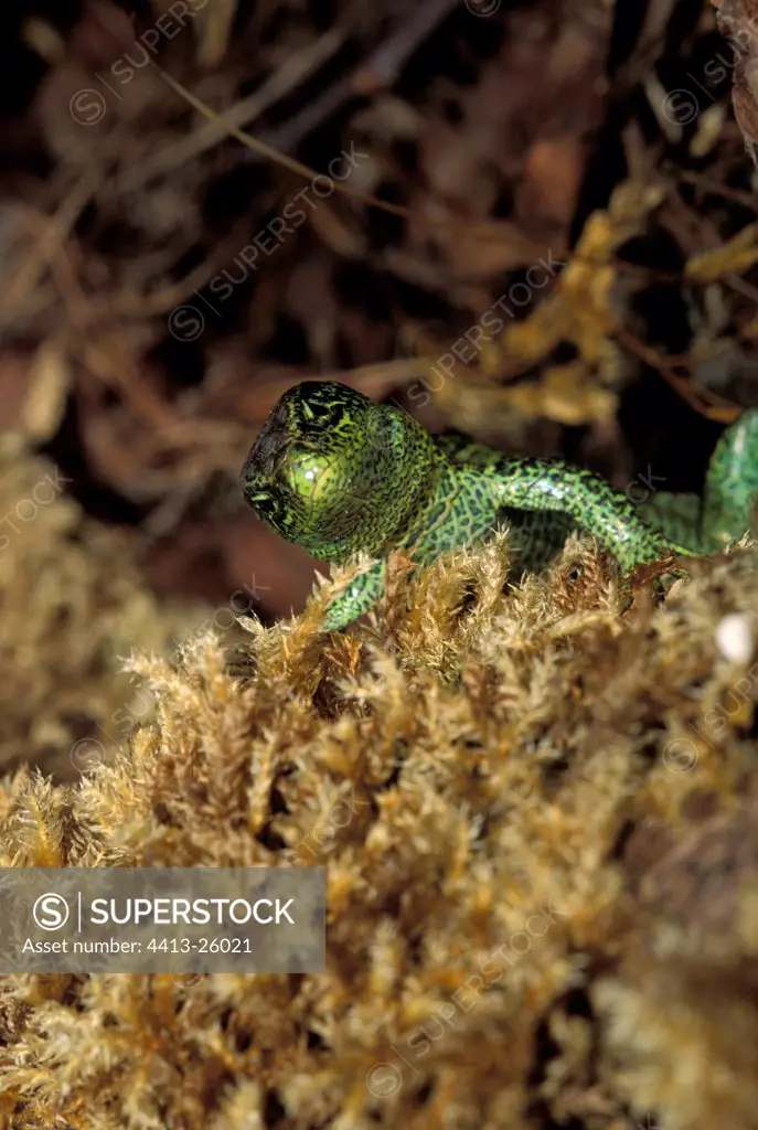 Portrait of a male Lizard of the stocks