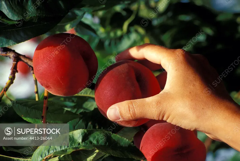 Hand gathering a peach on the tree