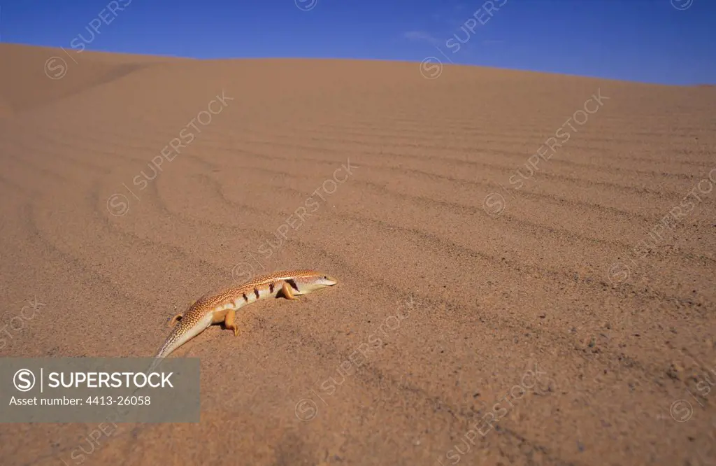 Sandfish on sand dune Morocco