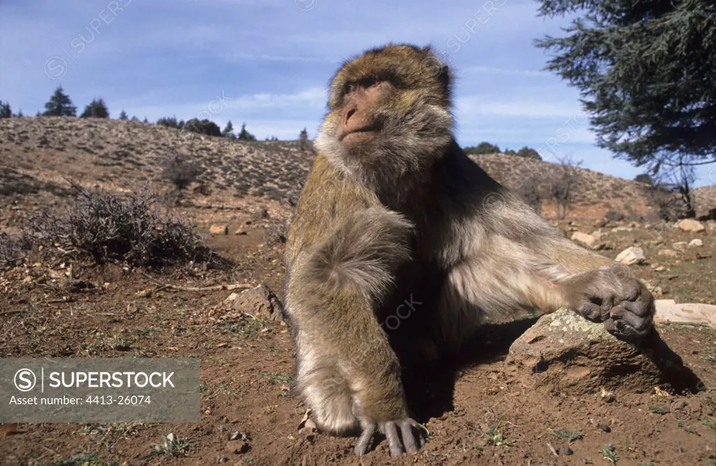 Barbary Macaque male in winter Middle Atlas Morocco