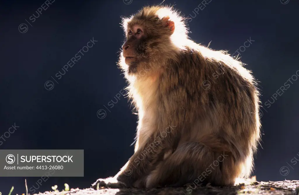 Barbary Macaque old female Middle Atlas Morocco