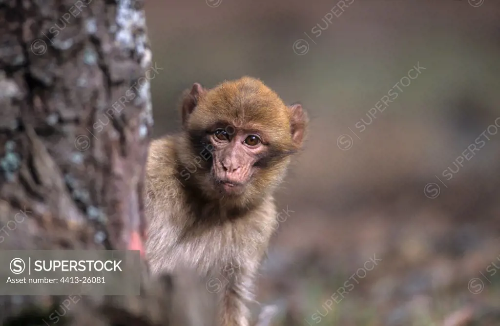 Barbary Macaque young on Cedar forest Middle Atlas Morocco