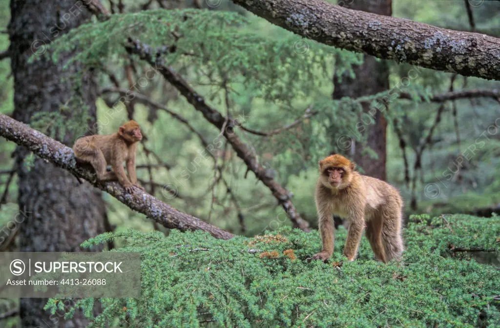 Young Barbary Macaques on Cedar trees Morocco