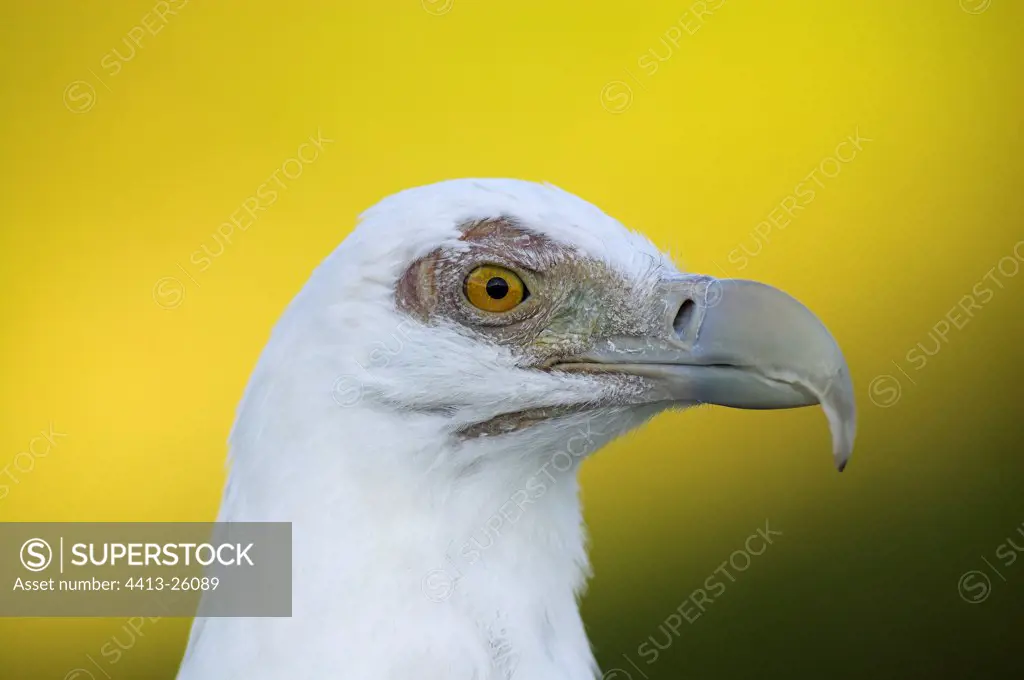 Portrait of an African fish eagle