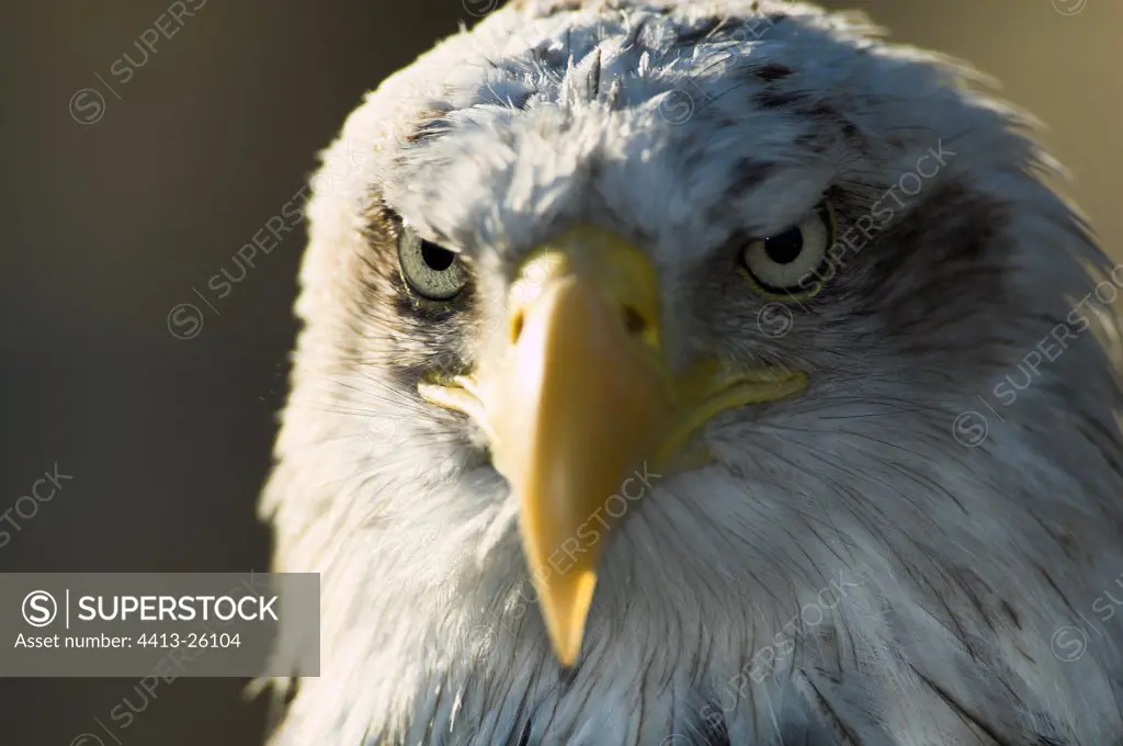 Portrait of a Bald eagle