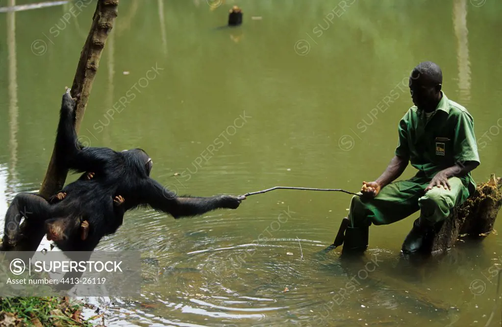 Chimpanzee using a stick to reach a fruit Gabon
