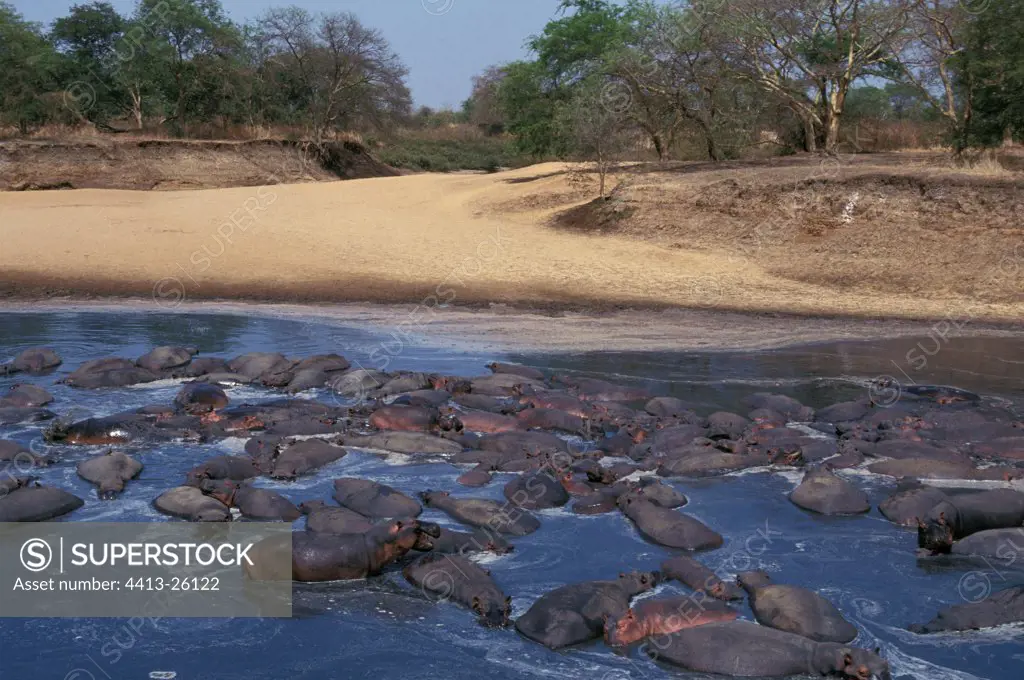 Gathering of Hippopotamuses on the bank of a pond