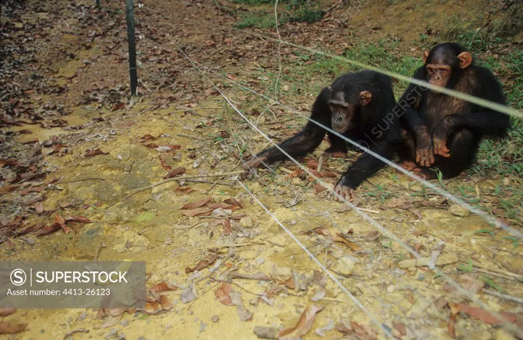Chimpanzee using a stick to reach a fruit Gabon
