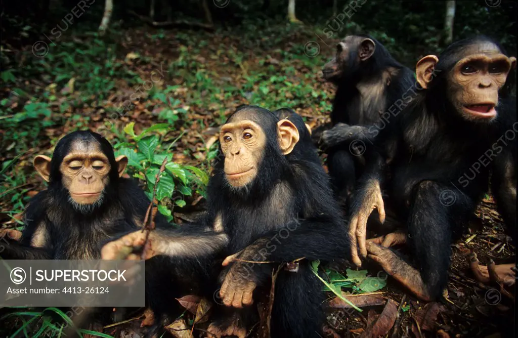 Young Chimpanzees Sanctuary of Bakoumba Gabon