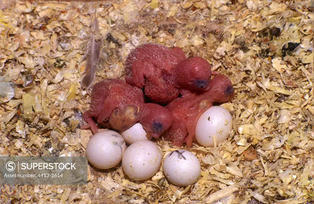 Eggs and young Budgerigar