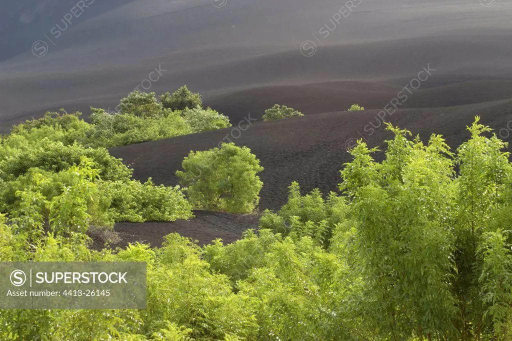 Pioneer vegetation on Cerro Negro volcano slope Nicaragua