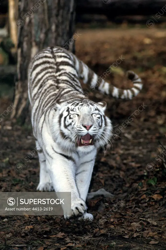 Albino tiger yawning in captivity France