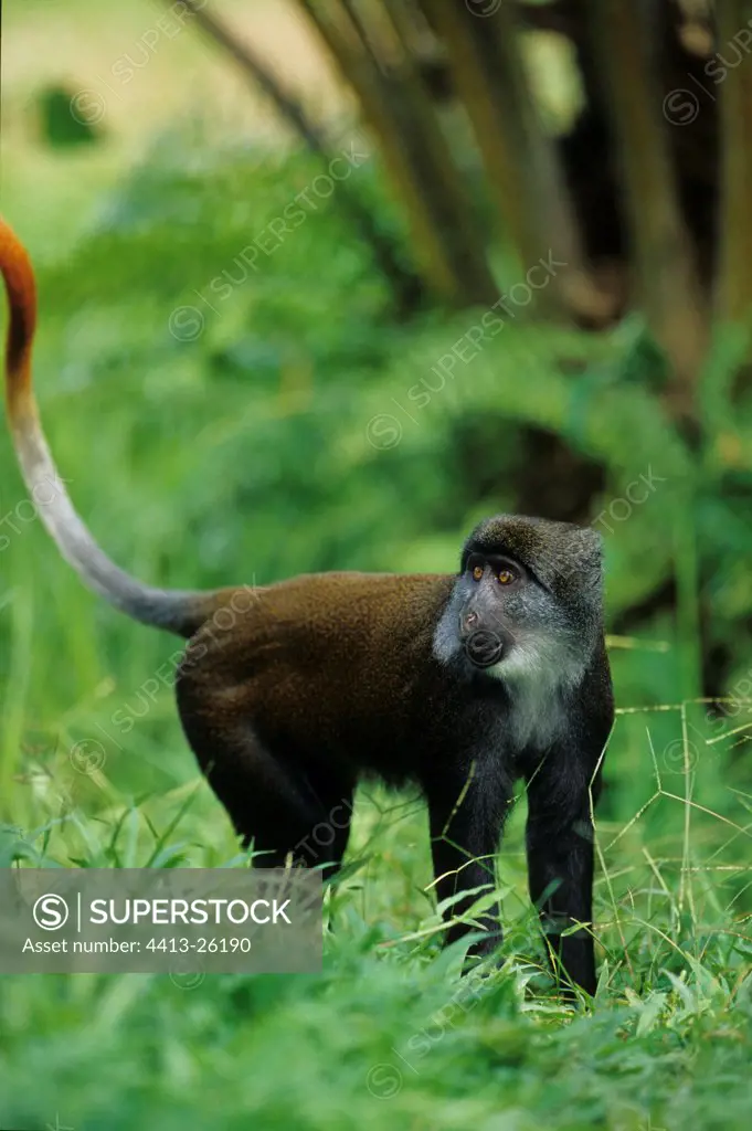 Sun-tailed Monkey Gabon