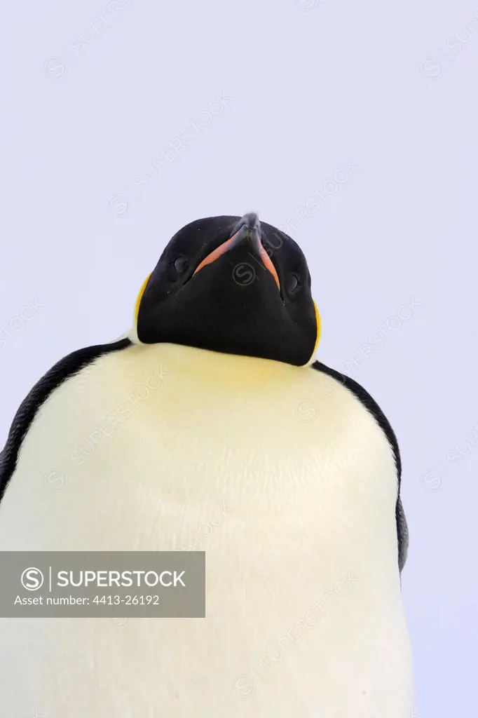 Portrait of an Emperor penguin Antarctica