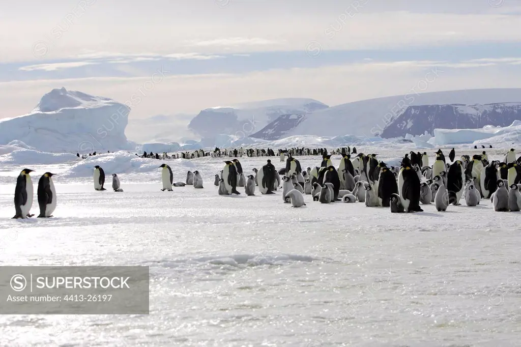 Colony of Emperor penguins Antarctica