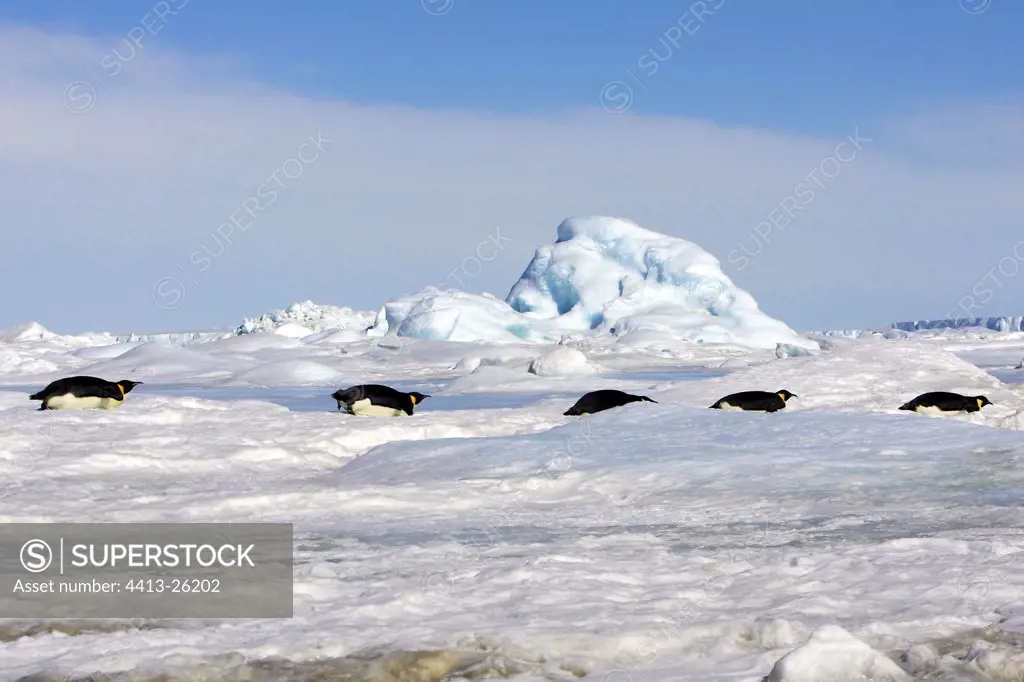 Emperor penguins sliding along on the ice Antarctica