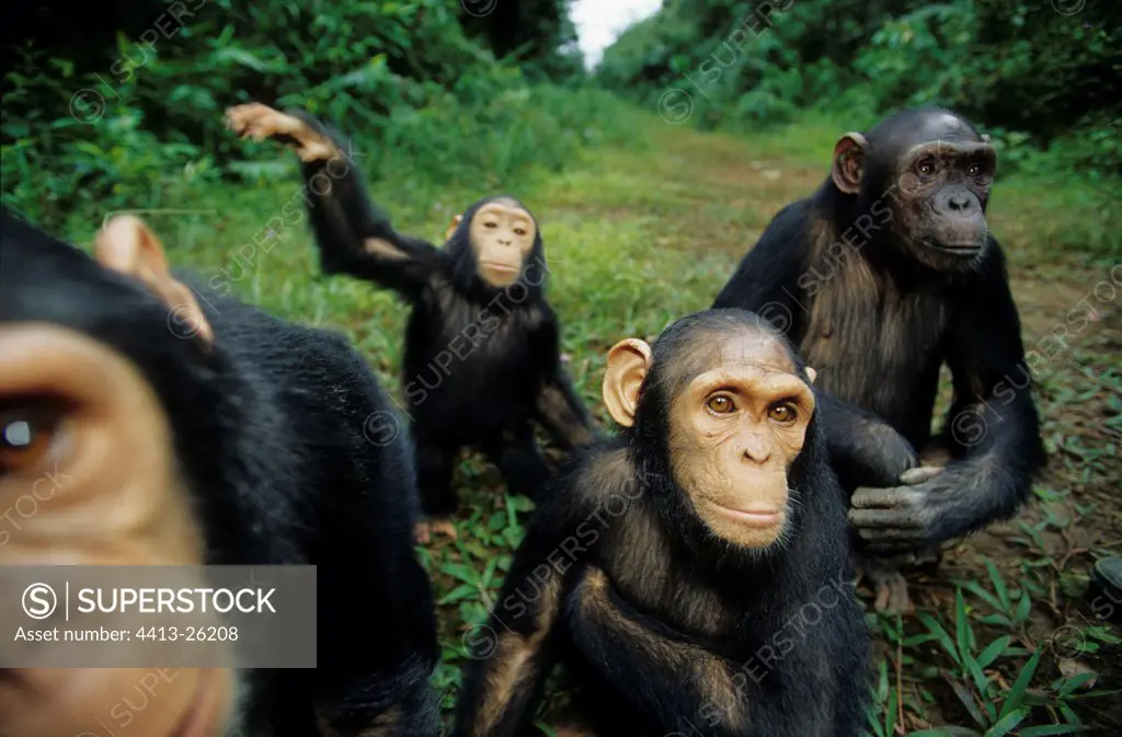 Female and Young Chimpanzees Sanctuary of Bakoumba Gabon