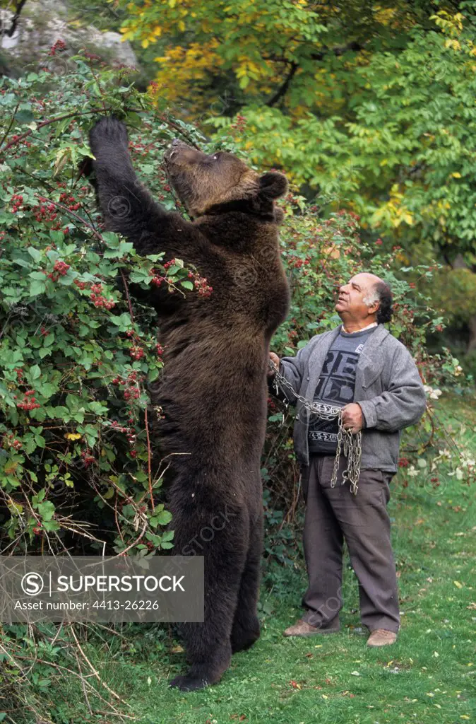 Gipsy and Brown bear gathering of blackberries Bulgaria